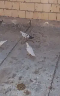 کبوتر