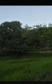 باغچه