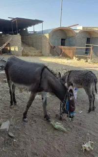 علاغ با کره نر