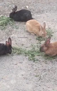 خرگوش فروشی.