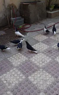 خوش رنگ سیاه