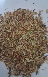 شوشتر شعیبیه
