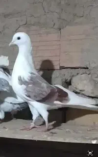 کبوتر گمشده