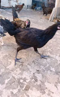 جوجه 5ماهه