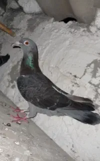 آلمانی ماده غریب گیری