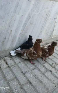 سه تا جوجه سالم