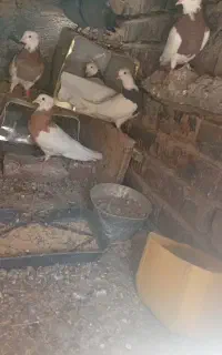 کبوتر طوقی