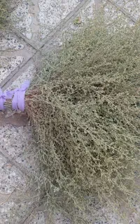 جارو