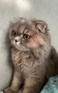 گربه خاکستری ، گمشده..