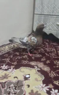 نر آبادانی
