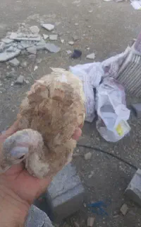 نیمچه بوقلمون نر سالم و سر حال