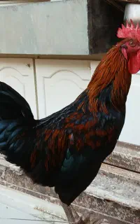 خروس گلین