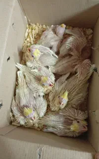 جوجه عروس هلندی سرلاکی نژاد سخنگو