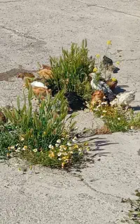 جوجه محلی 1ماهه بدون هیچ مریضی