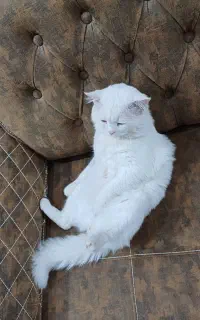 فروش گربه