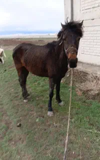 اسب کرد اصیل