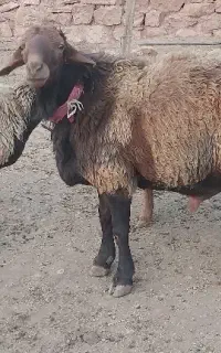 قوچ همو قرمز