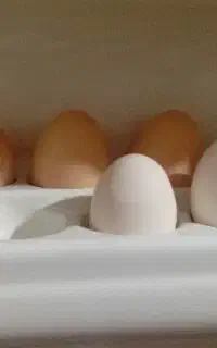 تخم مرغ گلین و محلی نطفه دار و خوردنی