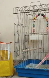 قفس عروس و کاسکو