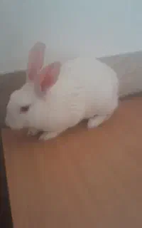 خرگوش