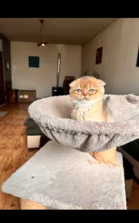 گربه اسکاتیش شورتهِیر NY25 .سلطانی خوشرنگ و اصیل