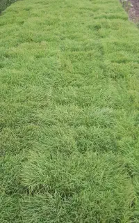 توم هاشمی(گرم)