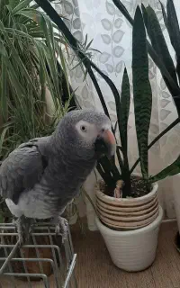 کاسکو