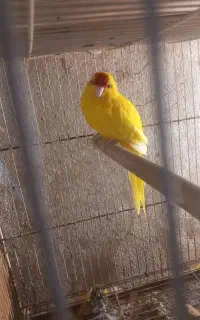 طوطی کاکاریکی