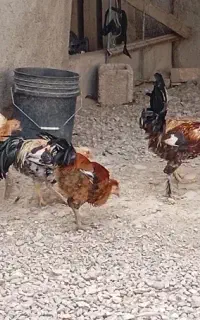 خسی تمیز