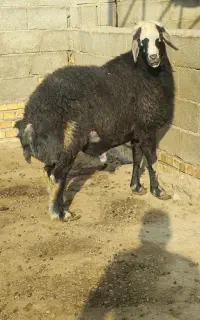 قره چال اصل هرکول ماشالله جنس بالا راندن هم تضمین