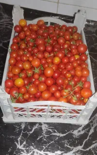 گوجه ریز