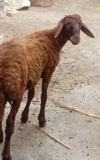 بره نر