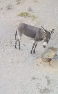 فروش خر ماده آبستن.