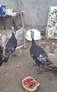 بوقلمون