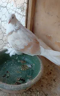 کبوتر شازده زرد