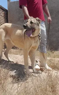 ماده سراب