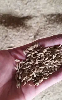 جو محلی
