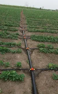ابیاری آبیاری قطره ای