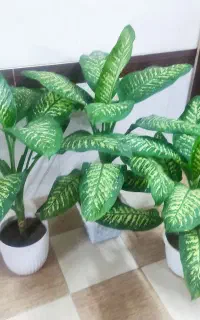 گل های بسیار زیبای دیفن
