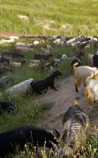 فروش بز