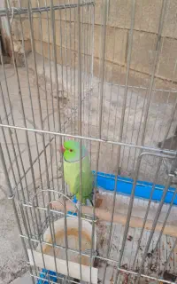 طوطی ملنکو