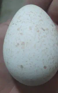 ده عدد تخم بوقلمون نطفه دار دونه ای ۷۰
