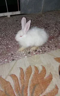 خرگوش