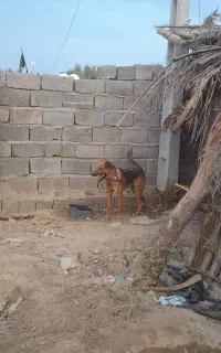ژرمن اصل
