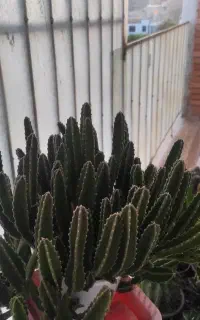 کاکتوس ساکولنت