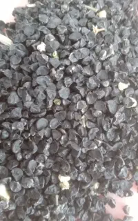 بذر پیاز محلی