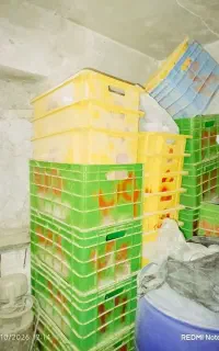 سبد ماهی