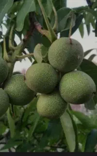 گردو پوست کاغذی برغان