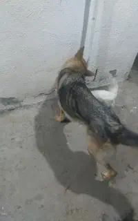 سگ ژرمن ماده