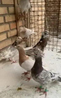ابگول زرد ماده زده بیرون